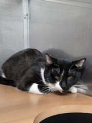 Shelter Stray Male Cat last seen , , CA, 1101 29th Ave, Oakland, CA 94601, USA
