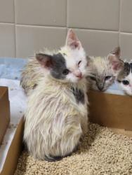 Shelter Stray Unknown Cat last seen Denios Loop and Foothills blvd, Roseville City, CA, 200 Tahoe Ave, Roseville, CA 95678, USA