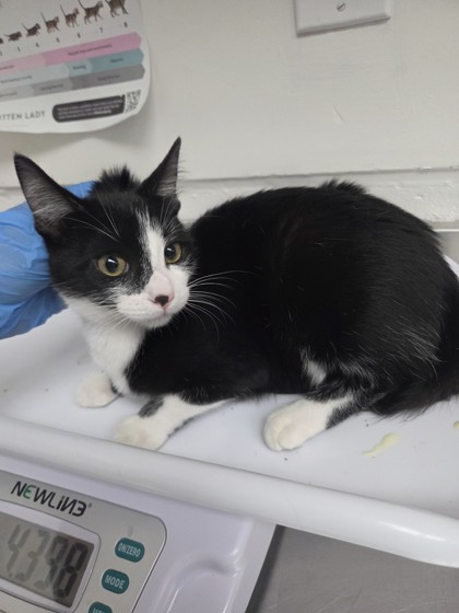 Shelter Stray Female Cat last seen , , CA, 1101 29th Ave, Oakland, CA 94601, USA