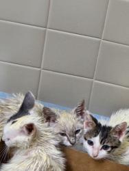 Shelter Stray Unknown Cat last seen Denios Loop and Foothills blvd, Roseville City, CA, 200 Tahoe Ave, Roseville, CA 95678, USA