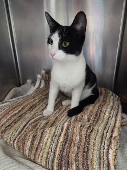 Shelter Stray Male Cat last seen , , CA, 1101 29th Ave, Oakland, CA 94601, USA