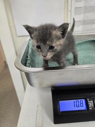Shelter Stray Female Cat last seen Sunrise Ave / Douglas Blvd., Roseville City, CA, 200 Tahoe Ave, Roseville, CA 95678, USA