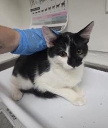 Shelter Stray Male Cat last seen , , CA, 1101 29th Ave, Oakland, CA 94601, USA