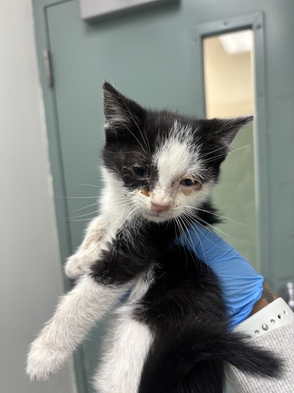 Shelter Stray Male Cat last seen Near 26th Street, Oakland, CA, 1101 29th Ave, Oakland, CA 94601, USA