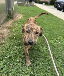 Shelter Stray Female Dog last seen South Hairston Ave, 30032, GA, 3280 Chamblee Dunwoody Rd, Chamblee, GA 30341, USA