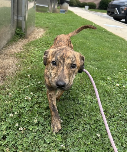 Shelter Stray Female Dog last seen South Hairston Ave, 30032, GA, 3280 Chamblee Dunwoody Rd, Chamblee, GA 30341, USA