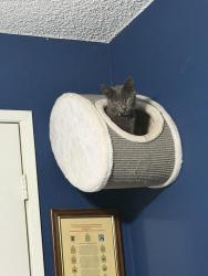 Lost Male Cat last seen Aerie road , Valley Center, CA 92082