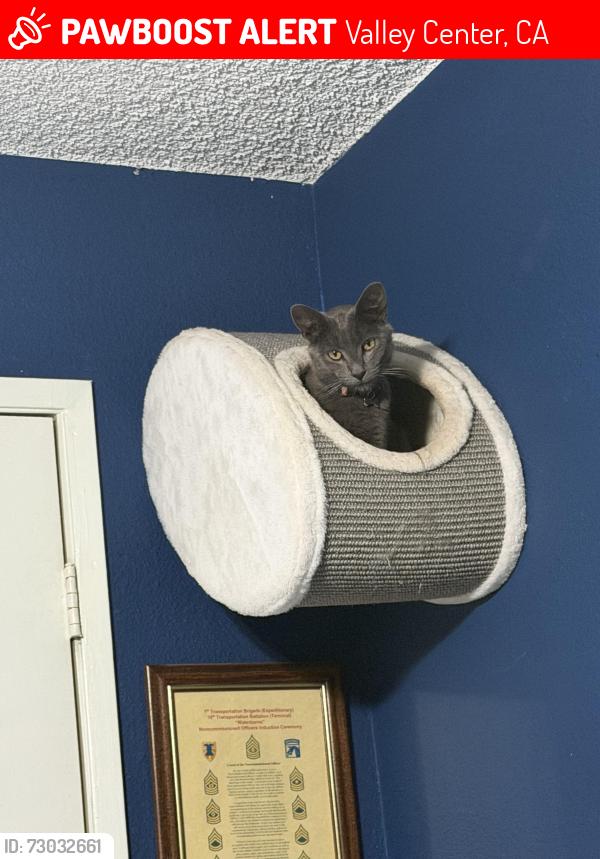 Lost Male Cat last seen Aerie road , Valley Center, CA 92082