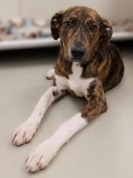 Shelter Stray Male Dog last seen , , TX, 355 Hillshire Dr, Haslet, TX 76052, USA