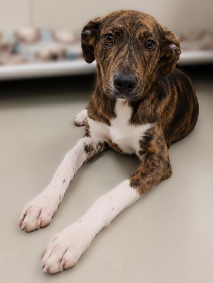 Shelter Stray Male Dog last seen , , TX, 355 Hillshire Dr, Haslet, TX 76052, USA
