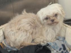 Shelter Stray Female Dog last seen Near Harvey Dr, 75150, TX, 1650 Gross Rd, Mesquite, TX 75149, USA
