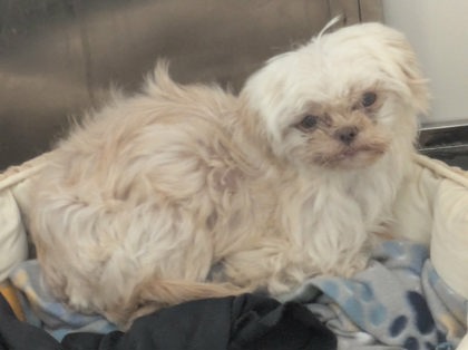 Shelter Stray Female Dog last seen Near Harvey Dr, 75150, TX, 1650 Gross Rd, Mesquite, TX 75149, USA