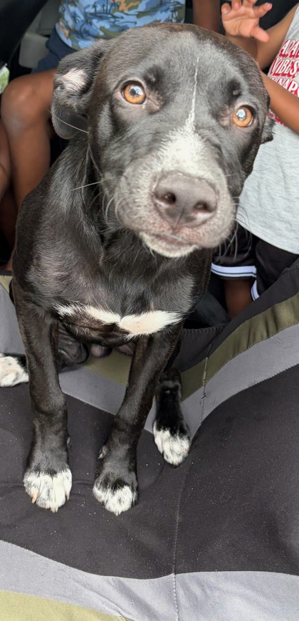 Shelter Stray Male Dog last seen Near W Manor, Atlanta, GA, 1251 Fulton Industrial Blvd NW, Atlanta, GA 30336, USA