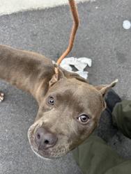 Shelter Stray Female Dog last seen Near gun club road nw, Atlanta, GA, 1251 Fulton Industrial Blvd NW, Atlanta, GA 30336, USA