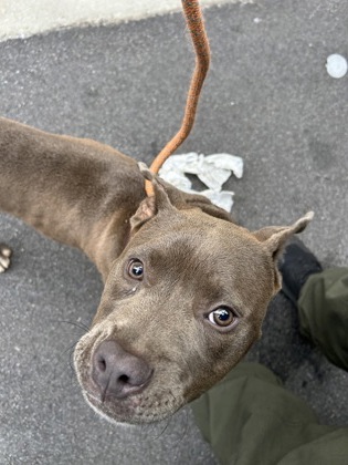 Shelter Stray Female Dog last seen Near gun club road nw, Atlanta, GA, 1251 Fulton Industrial Blvd NW, Atlanta, GA 30336, USA