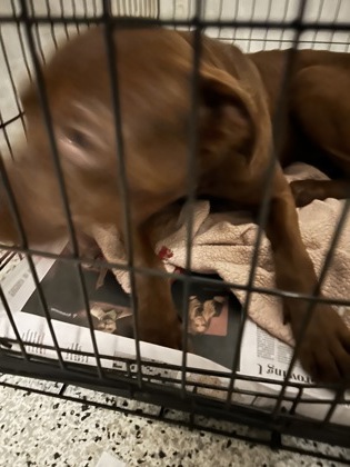 Shelter Stray Male Dog last seen Near NATHAM DR, Atlanta, GA, 1251 Fulton Industrial Blvd NW, Atlanta, GA 30336, USA