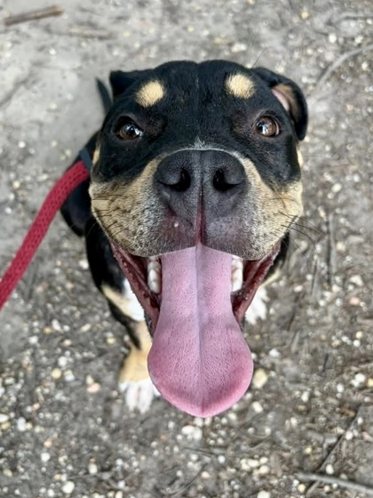 Shelter Stray Female Dog last seen Near N Hilton St Balt., MD 21229, 21229, MD, 2490 Giles Rd, Baltimore, MD 21225, USA