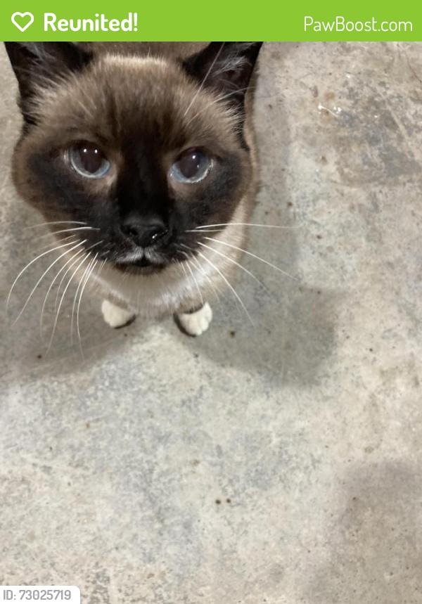 Reunited Male Cat last seen Vanderbilt and Lichfield, Meridian, ID 83646