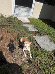 Lost Male Dog last seen Near Emerson and pace , Palm Bay, FL 32907