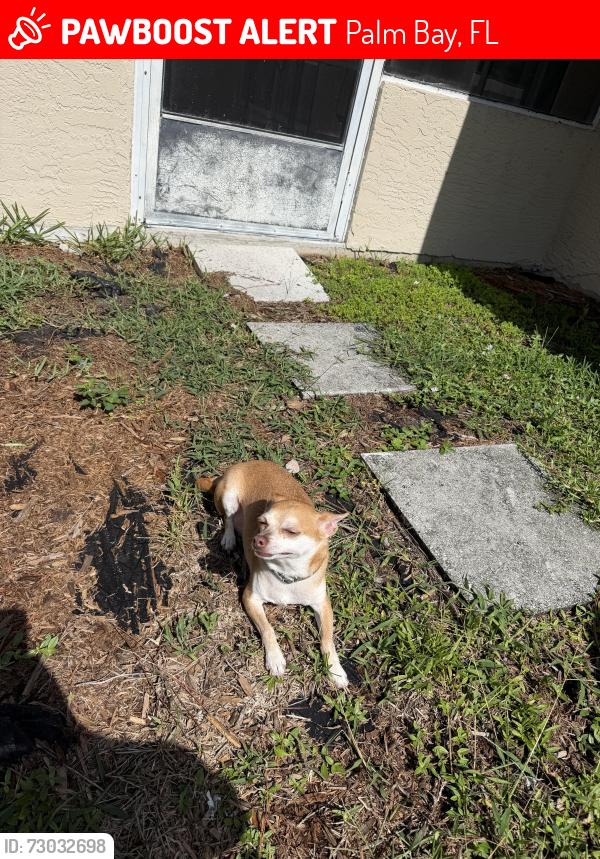 Lost Male Dog last seen Near Emerson and pace , Palm Bay, FL 32907