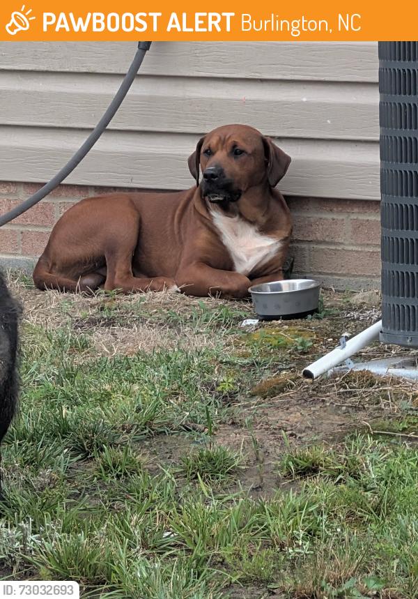 Found/Stray Unknown Dog last seen Brassfield drive and tundra drive, Burlington, NC 27217