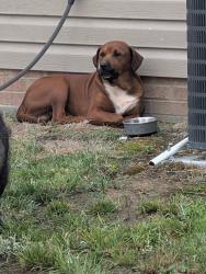 Found/Stray Unknown Dog last seen Brassfield drive and tundra drive, Burlington, NC 27217