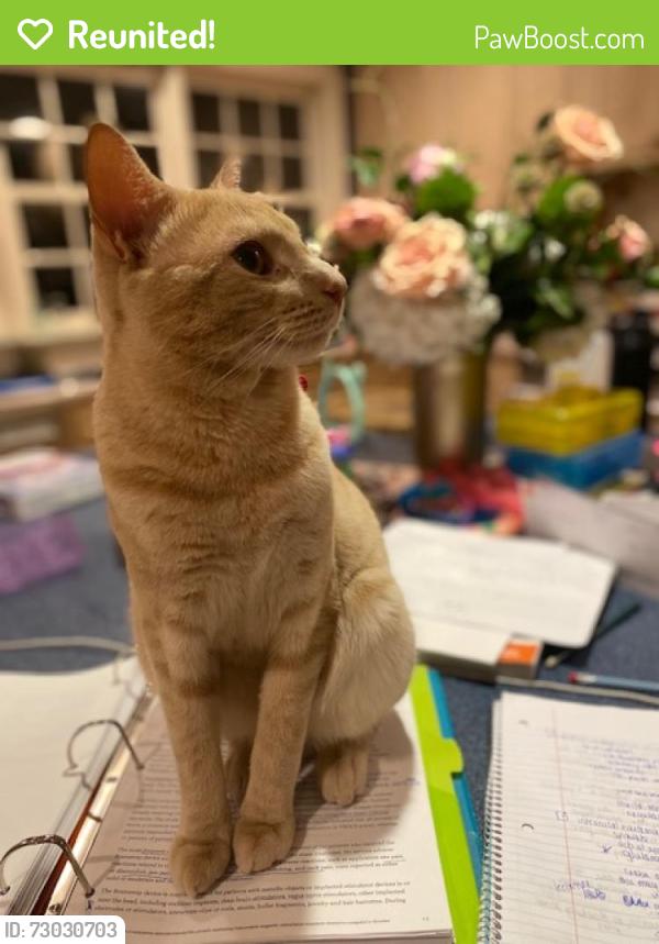 Reunited Male Cat last seen Near Greenspring Valley Road Stevenson, MD 21153, Stevenson, MD 21153