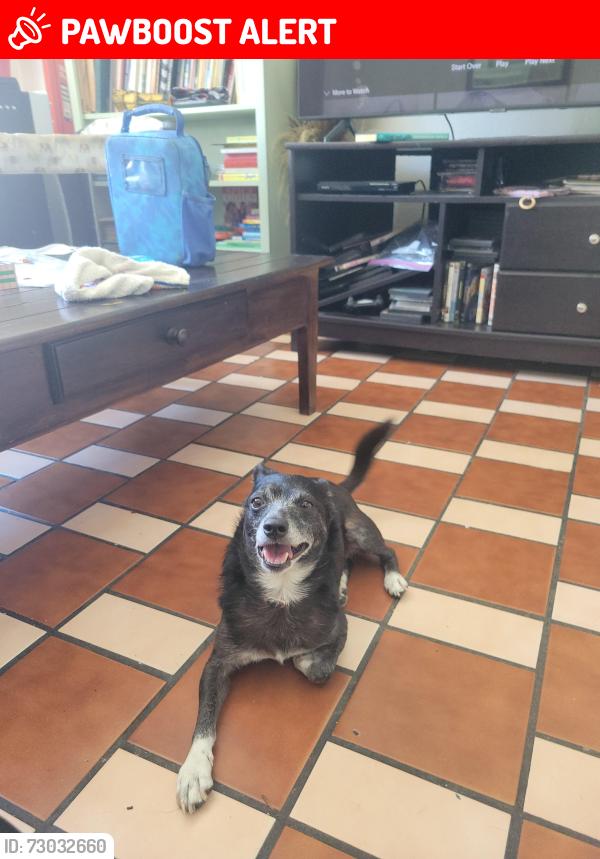 Lost Male Dog last seen Hillview amd 4th , East Los Angeles, CA 90022