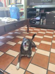 Lost Male Dog last seen Hillview amd 4th , East Los Angeles, CA 90022