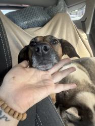 Lost Female Dog last seen Exxon and firework store, McDonald, TN 37353