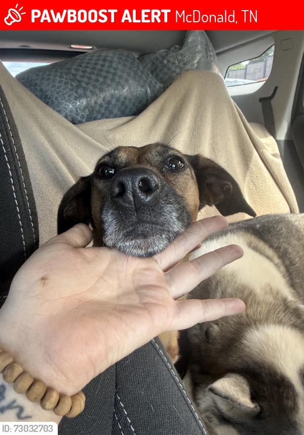 Lost Female Dog last seen Exxon and firework store, McDonald, TN 37353