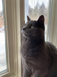Lost Female Cat last seen Parc Ivor-McLeod, Vaudreuil-Soulanges, QC J7T 2E3