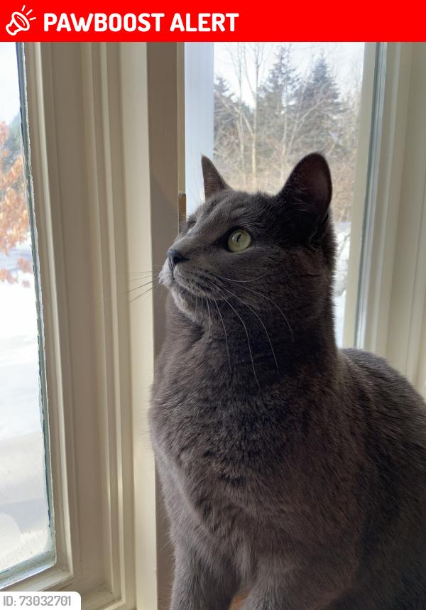 Lost Female Cat last seen Parc Ivor-McLeod, Vaudreuil-Soulanges, QC J7T 2E3
