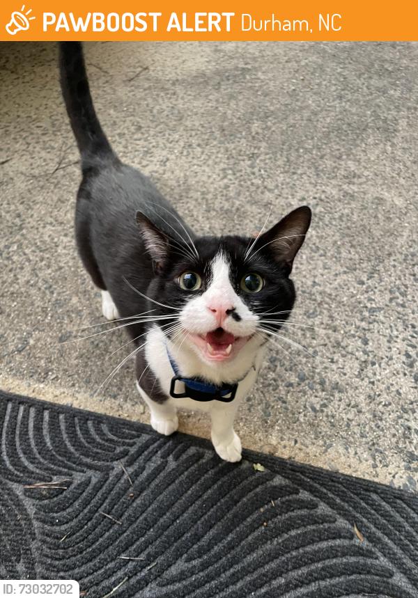 Found/Stray Male Cat last seen Near University Ridge apmts, Durham, NC 27707