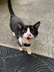 Found/Stray Male Cat last seen Near University Ridge apmts, Durham, NC 27707