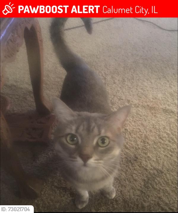Lost Female Cat last seen Stanley blvd , Calumet City, IL 60409