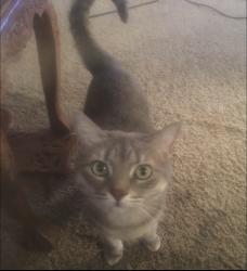 Lost Female Cat last seen Stanley blvd , Calumet City, IL 60409