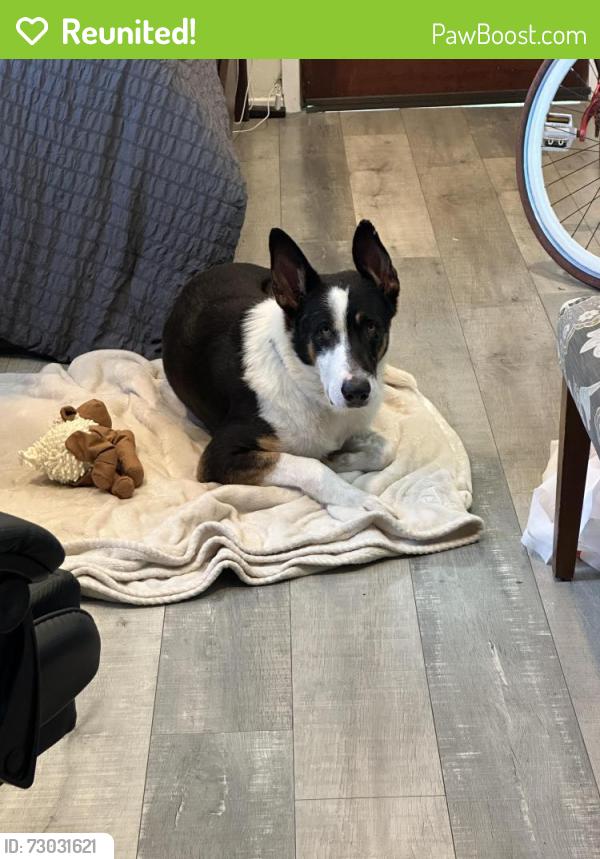 Reunited Male Dog last seen Rose and 4th in Venice , Los Angeles, CA 90291