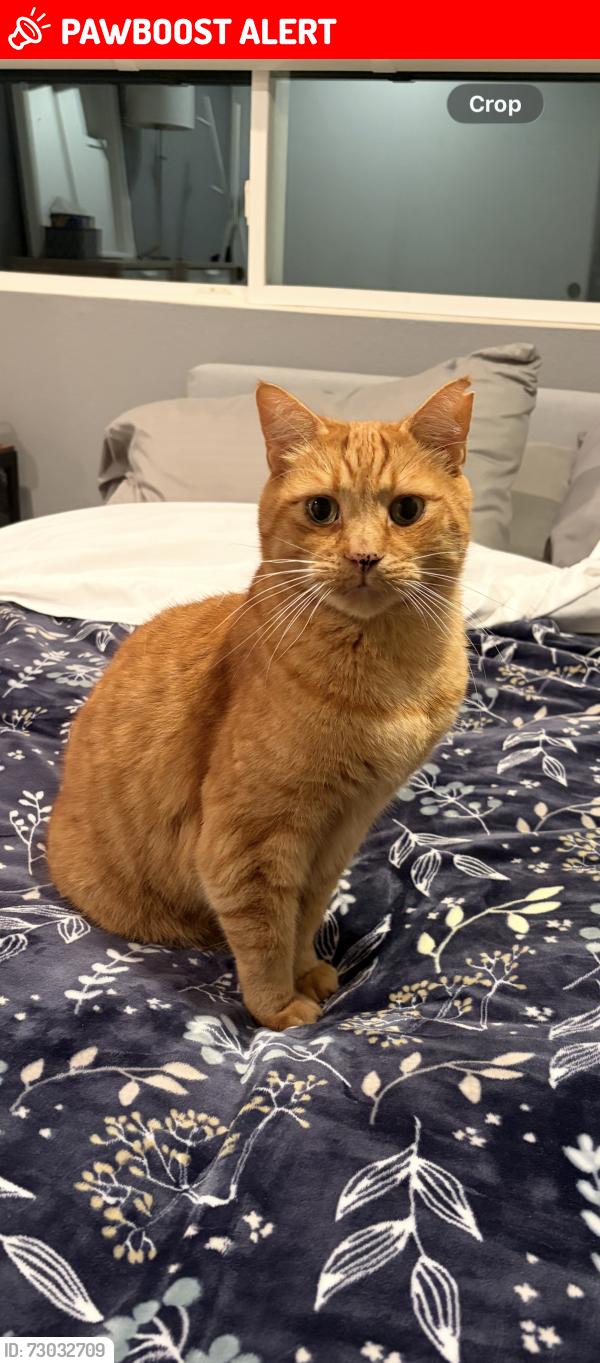 Lost Male Cat last seen NE 197th St & 41st Ave NE, Lake Forest Park, WA 98155