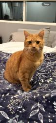 Lost Male Cat last seen NE 197th St & 41st Ave NE, Lake Forest Park, WA 98155