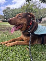 Found/Stray Female Dog last seen Now at baldwin park animal shelter , Baldwin Park, CA 91706