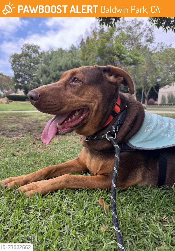 Found/Stray Female Dog last seen Now at baldwin park animal shelter , Baldwin Park, CA 91706