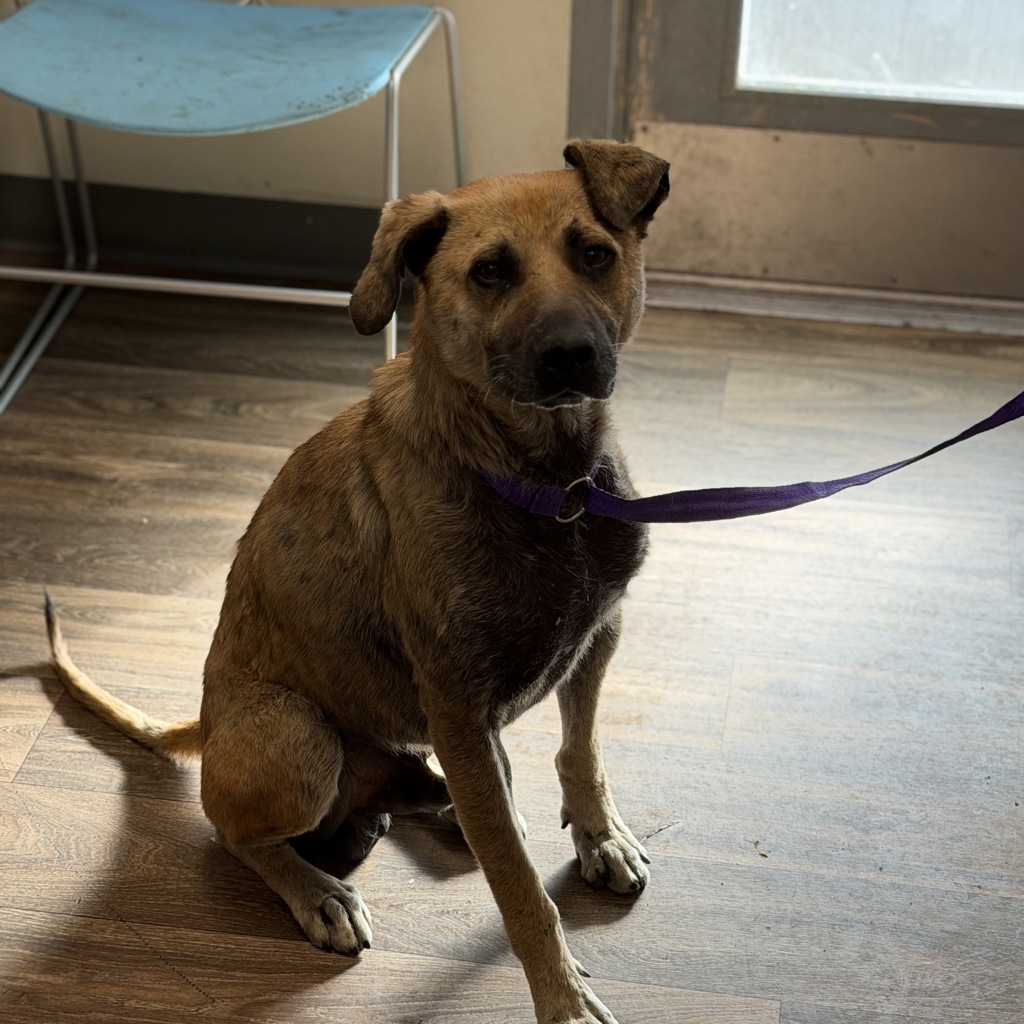 Shelter Stray Male Dog last seen Imperial Avenue, San Diego, CA, 92114, 5500 Gaines St, San Diego, CA 92110, USA