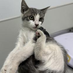 Shelter Stray Female Cat last seen Near Deep Dell Road, San Diego, CA, 92114, 5500 Gaines St, San Diego, CA 92110, USA