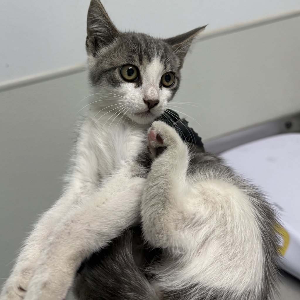 Shelter Stray Female Cat last seen Near Deep Dell Road, San Diego, CA, 92114, 5500 Gaines St, San Diego, CA 92110, USA