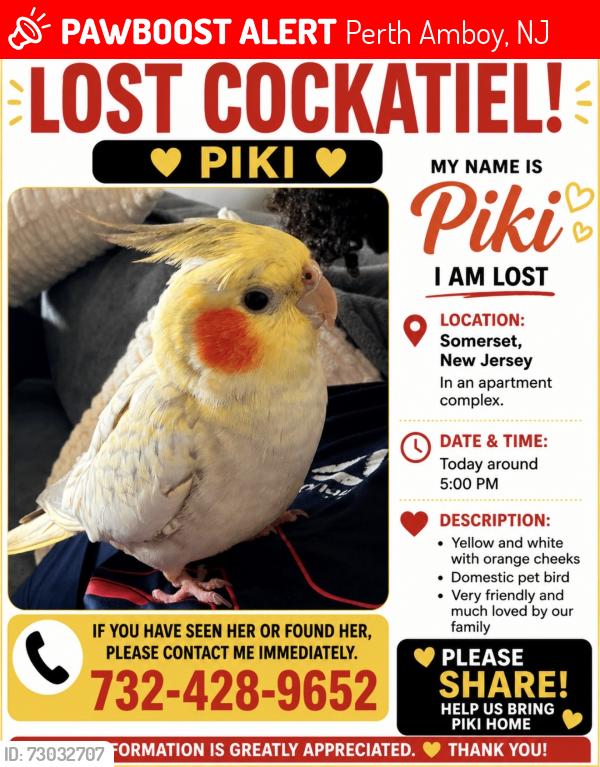 Lost Unknown Bird last seen Near Easton avenue somerset, Perth Amboy, NJ 08861