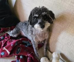 Lost Male Dog last seen Fayetteville Road and Crooked Creek Pkwy, Durham, NC 27713