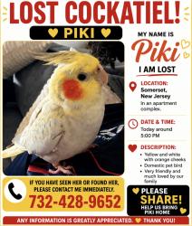 Lost Unknown Bird last seen Near Easton avenue somerset, Perth Amboy, NJ 08861