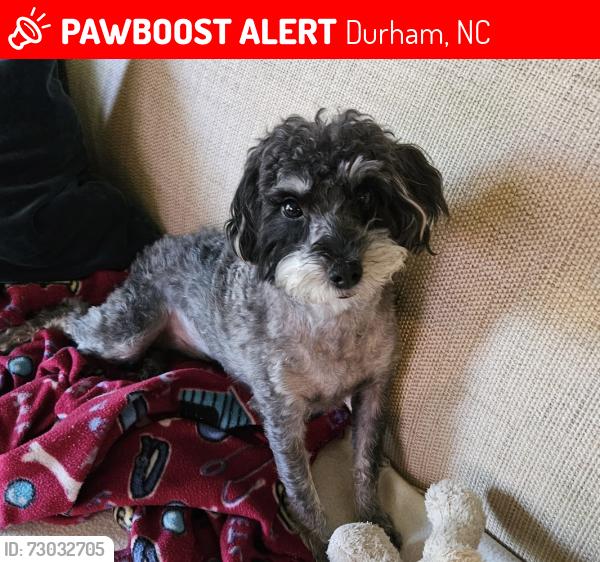 Lost Male Dog last seen Fayetteville Road and Crooked Creek Pkwy, Durham, NC 27713