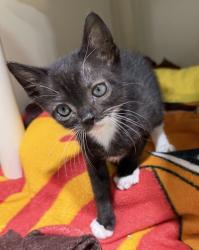 Shelter Stray Male Cat last seen Near Hotel Circle, San Diego, CA, 92108, 5500 Gaines St, San Diego, CA 92110, USA